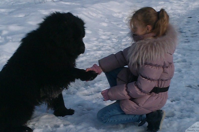 Фото: ньюфаундленд Сент Джонс Юкатан