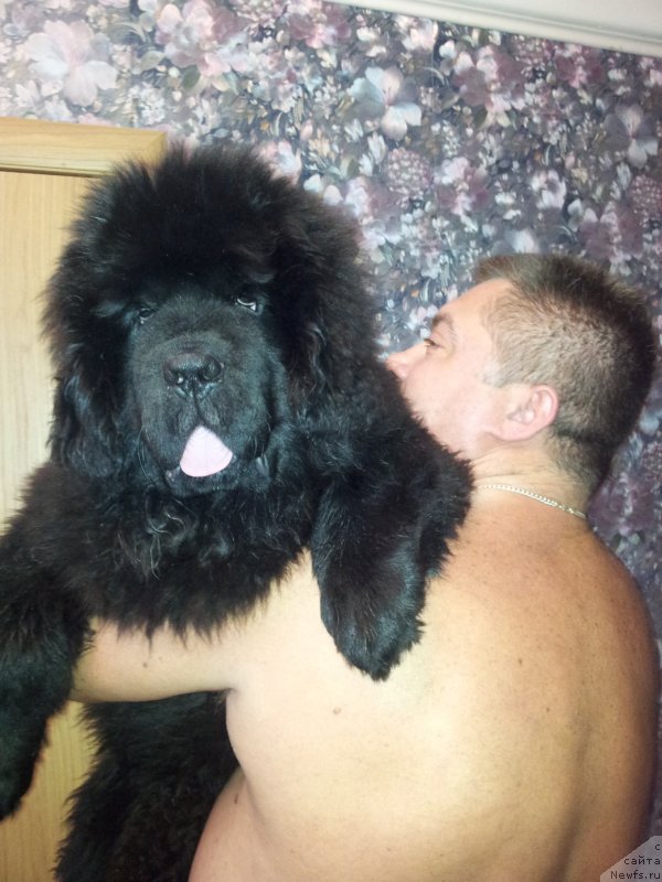 Фото: ньюфаундленд Дак Прайд Барибал (Dark Pride Baribal)