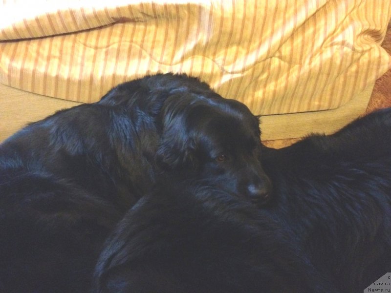 Фото: ньюфаундленд Бонни Флайт, ньюфаундленд Рестайлинг Фром Шипмэн