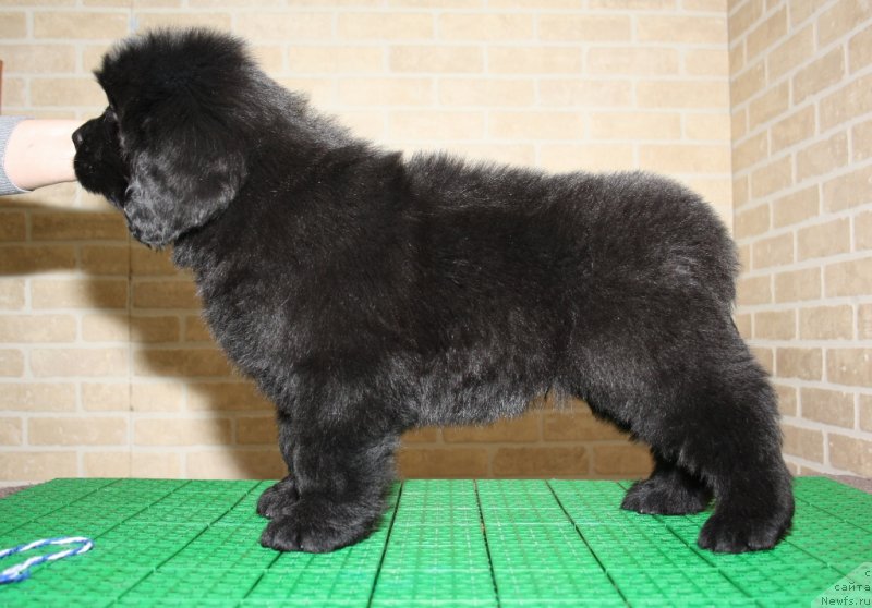 Фото: ньюфаундленд Акватория Келвин Шедевр