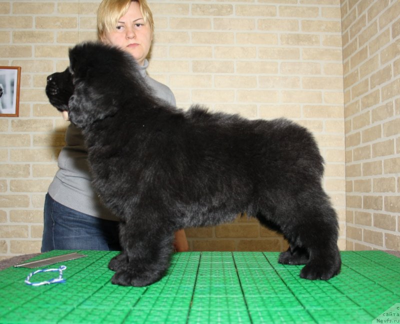 Фото: ньюфаундленд Акватория Келвин Шедевр