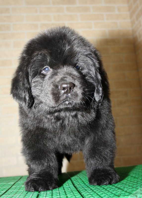 Фото: ньюфаундленд Акватория Келвин Шедевр