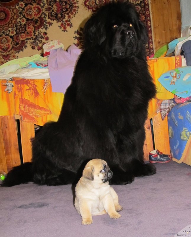 Фото: ньюфаундленд Их Высочество Владлена Маджикс, Потап Розали Белл