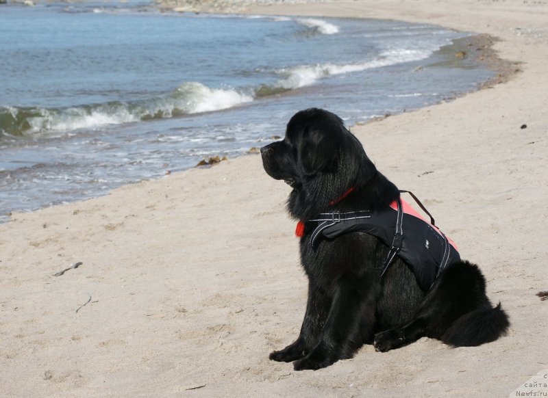 Фотография № 119486