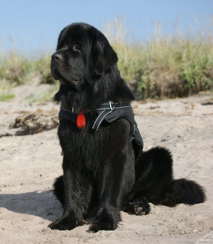 Фото: ньюфаундленд Акватория Келвин Кадриль (Aquatoriya Kelvin Kadril)