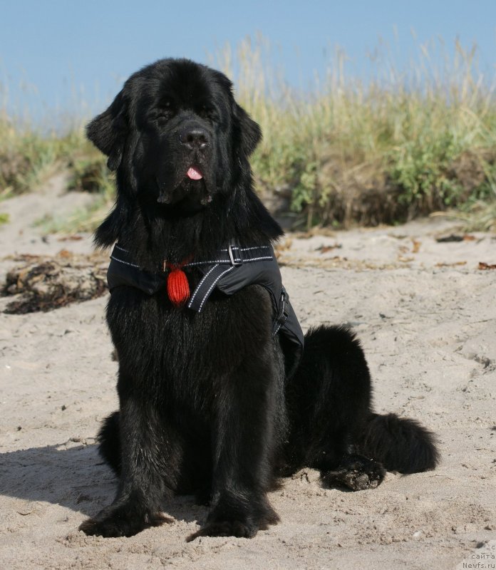 Фото: ньюфаундленд Акватория Келвин Кадриль (Aquatoriya Kelvin Kadril)