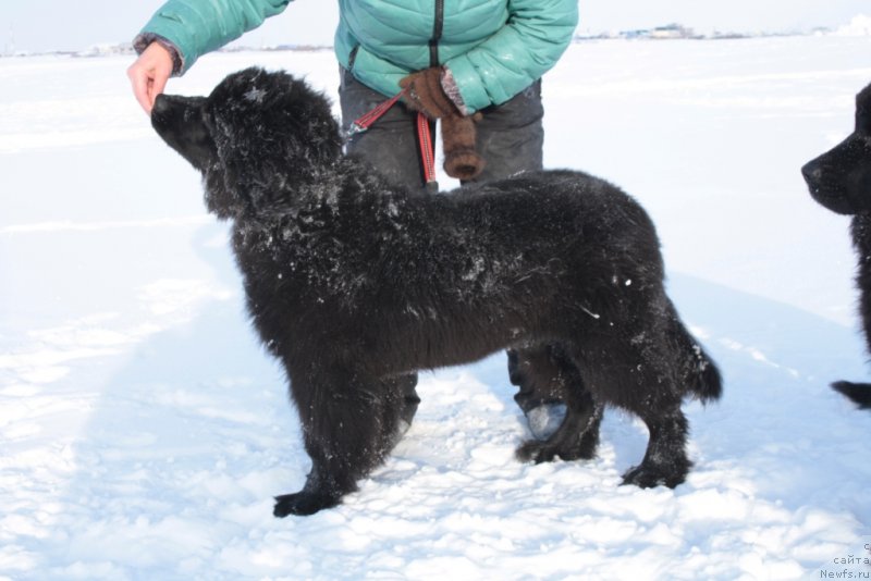 Фото: ньюфаундленд Ю Белонг Ту Ми