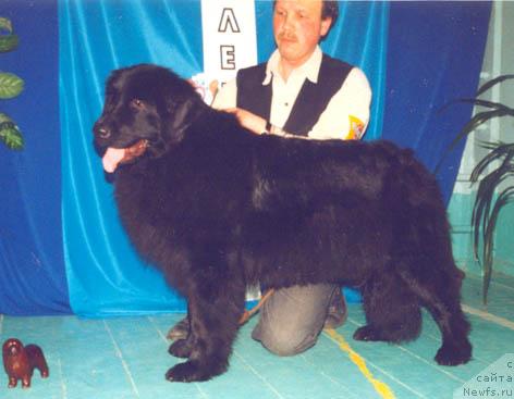 Фото: ньюфаундленд Баркарола из Племени Кедра