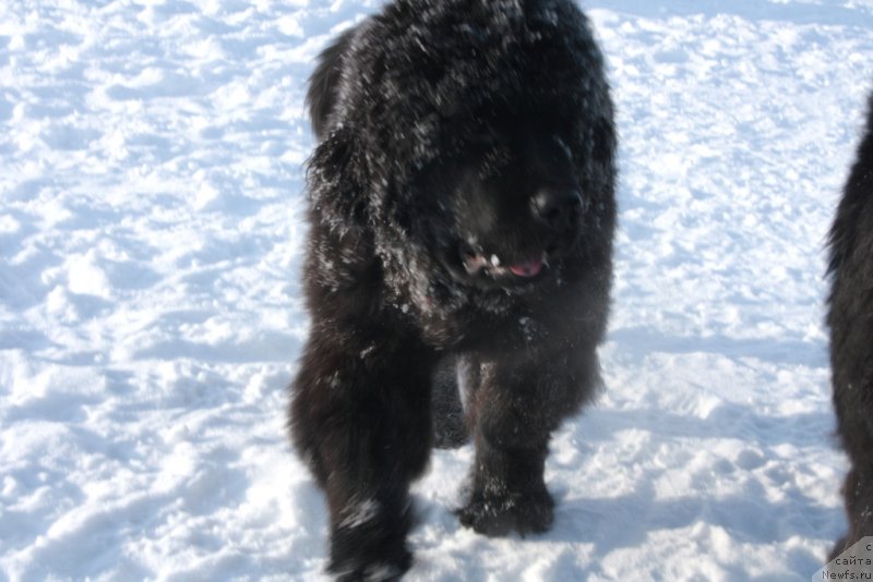 Фото: ньюфаундленд Яхонт Драгоценный