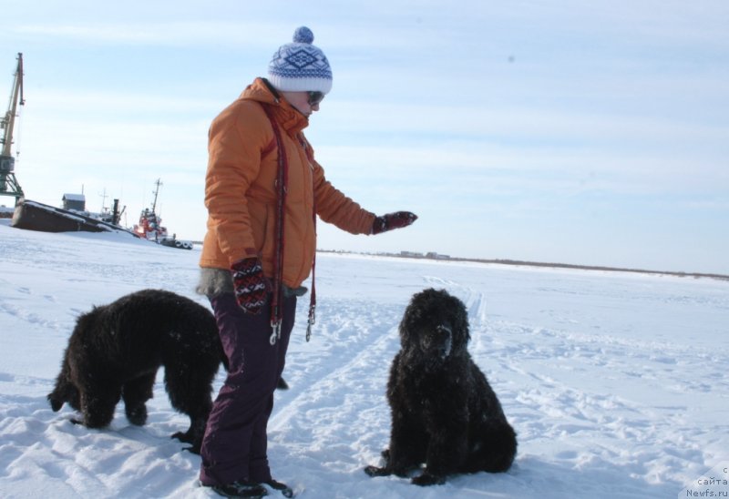 Фото: ньюфаундленд Яхонт Драгоценный