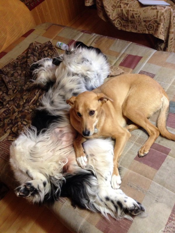 Фото: ньюфаундленд Плюшевая Панда Ультра Модная Штучка (Plushevaya Panda Ultra Modnaja Schtutschka)