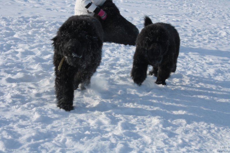 Фото: ньюфаундленд Явная Красота, ньюфаундленд Янтарная Мечта