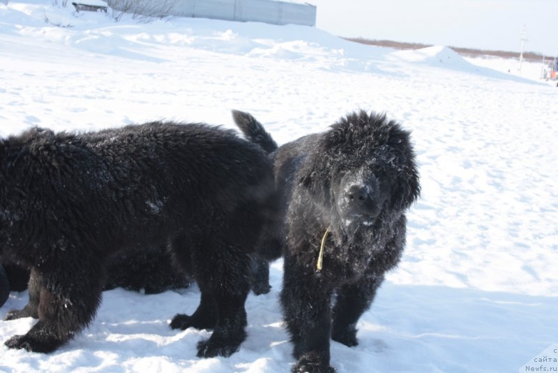 Фото: ньюфаундленд Явная Красота