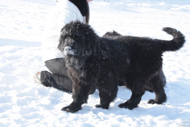 Фото: ньюфаундленд Ямайка Песня Любви