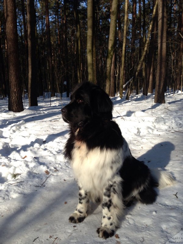 Фото: ньюфаундленд Плюшевая Панда Ультра Модная Штучка (Plushevaya Panda Ultra Modnaja Schtutschka)