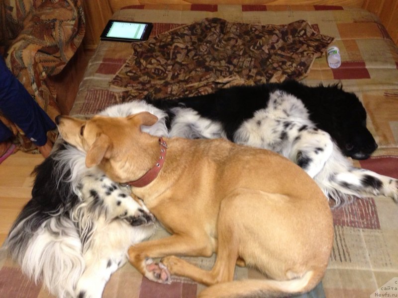 Фото: [d10748] и Луша