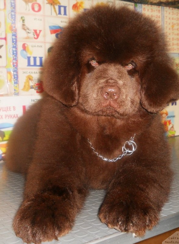 Фото: ньюфаундленд Солнечная Кимберли