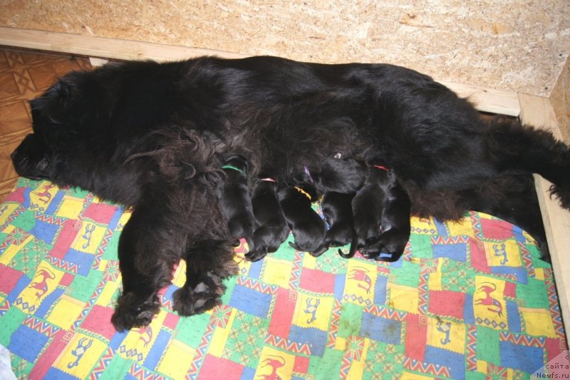 Фото: ньюфаундленд Сент Джонс Ульрика (Sent Djons Ulrika)