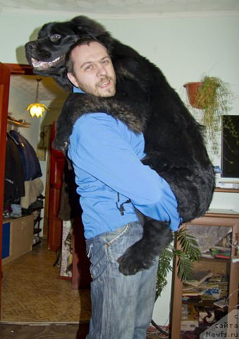 Фото: ньюфаундленд Львиное Сердце, Андрей Волков