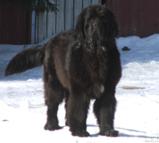 Фото: ньюфаундленд Плюшевая Панда Чери Свис (Plushevaya Panda Cheri Suisse)