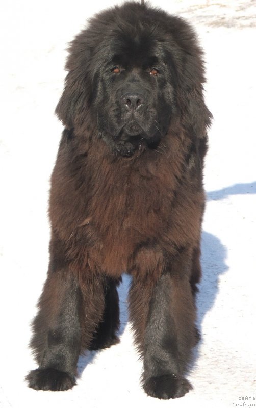 Фото: ньюфаундленд Плюшевая Панда Черри Бренди (Plushevaya Panda Cherry Brandy)