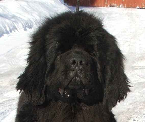 Фото: ньюфаундленд Плюшевая Панда Чери Свис (Plushevaya Panda Cheri Suisse)