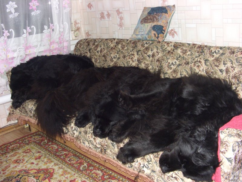 Фото: ньюфаундленд Акин Соул София, ньюфаундленд Лесная Сказка Лунная Соната, ньюфаундленд Барышня