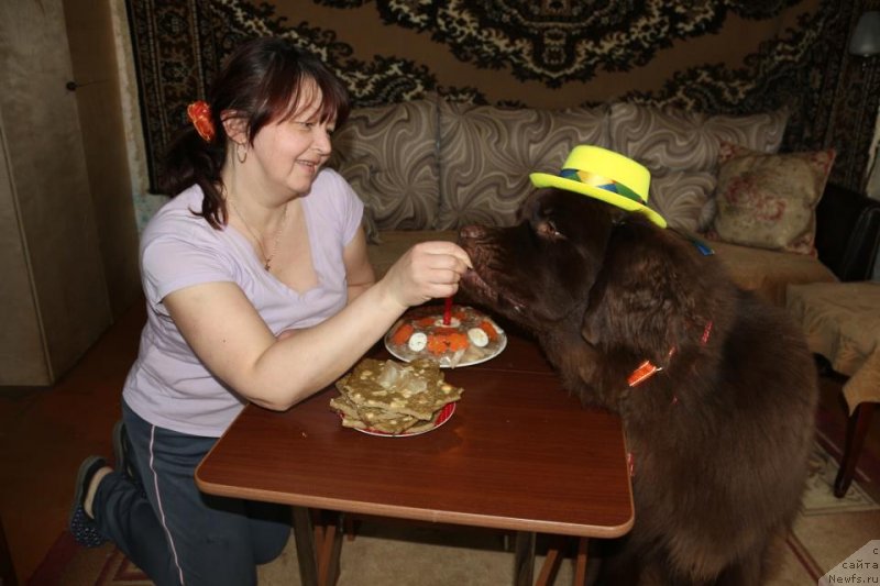 Фото: ньюфаундленд Хорунжий с Берега Дона (Horunzhy s Berega Dona)