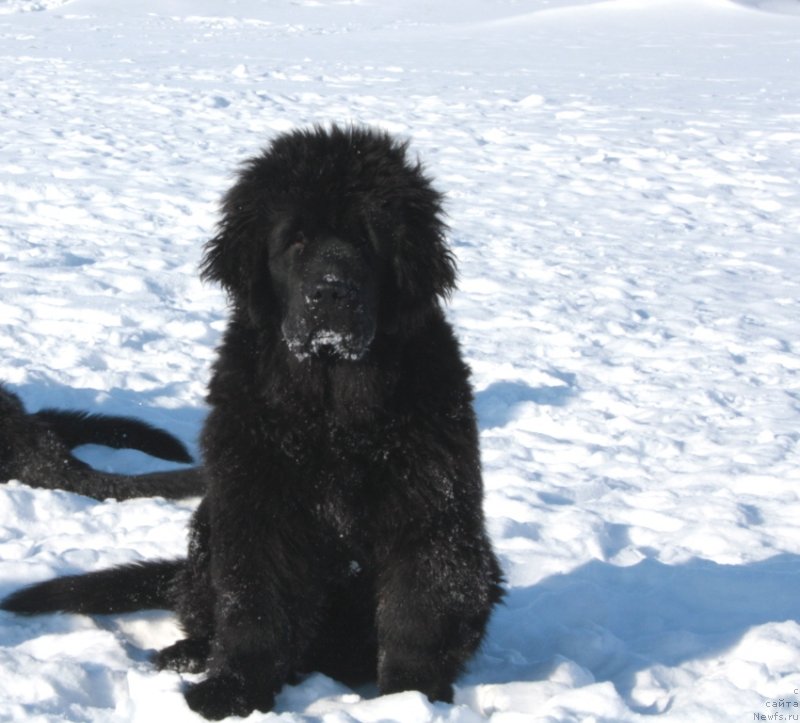 Фото: ньюфаундленд Янтарная Мечта