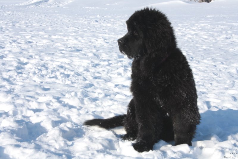 Фото: ньюфаундленд Янтарная Мечта