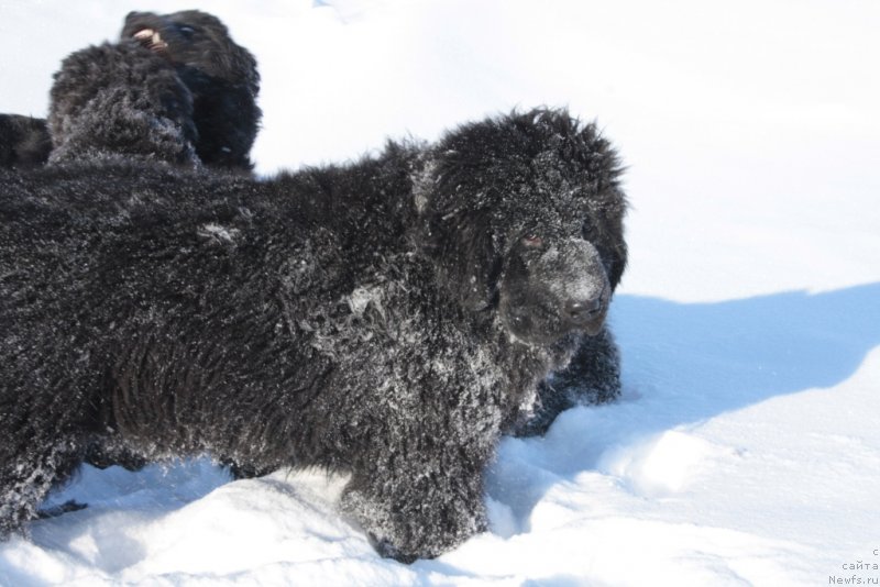 Фото: ньюфаундленд Ямайка Песня Любви