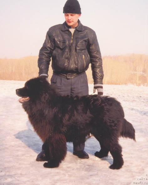 Фото: ньюфаундленд Сейвер Отелло