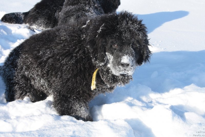 Фото: ньюфаундленд Явная Красота