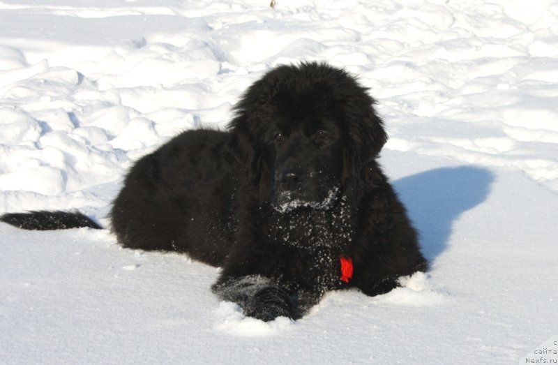 Фото: ньюфаундленд Юкка Фловер