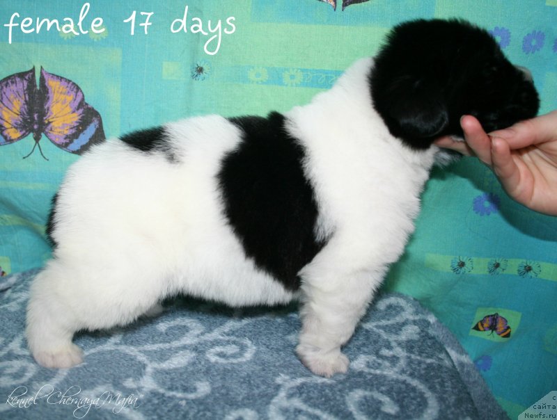 Фото: ньюфаундленд Черная Мафия Зебра Тиме (Chernaya Mafia Zebra Time)