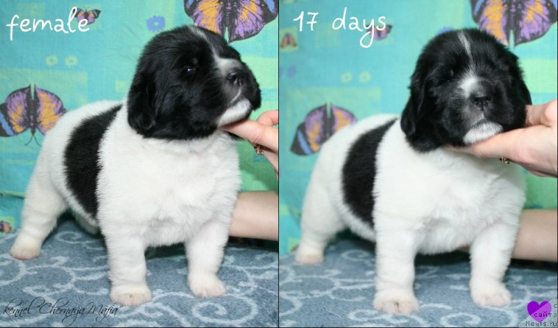 Фотография № 119612