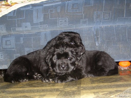 Фото: ДЕТИ, ньюфаундленд Черный Шарм Амбер Бест Дог ФО Марлеон, ньюфаундленд Эллада Богиня Моря