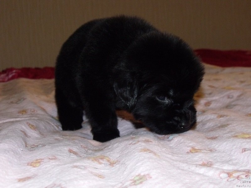 Фото: Девочка без ленты, ньюфаундленд Гранд Бэби Ариадна