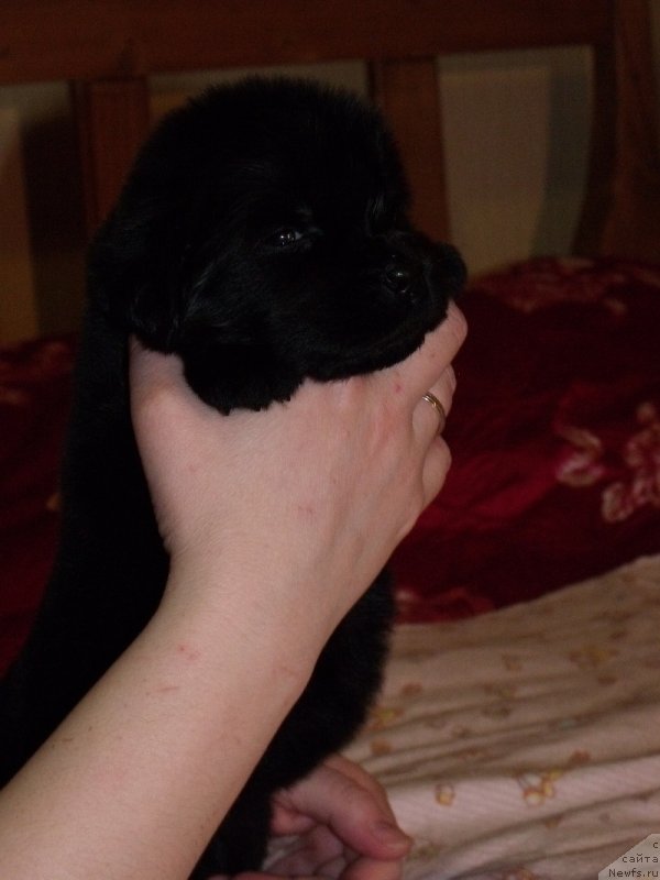 Фото: Девочка без ленты, ньюфаундленд Гранд Бэби Ариадна