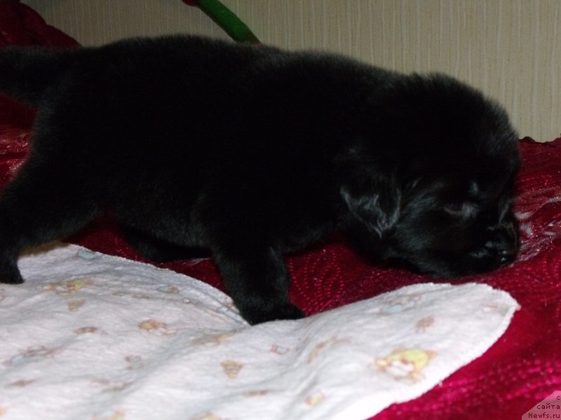 Фото: Девочка без ленты, ньюфаундленд Гранд Бэби Ариадна