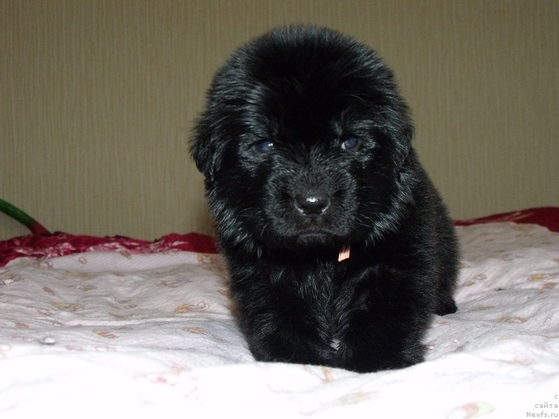 Фото: Девочка коралловая лента, ньюфаундленд Гранд Бэби Ариадна