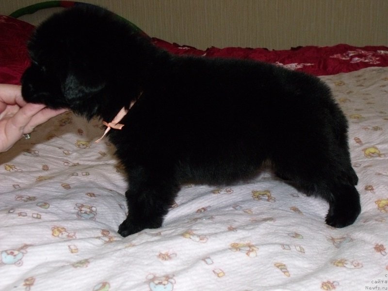 Фото: Девочка коралловая лента, ньюфаундленд Гранд Бэби Ариадна