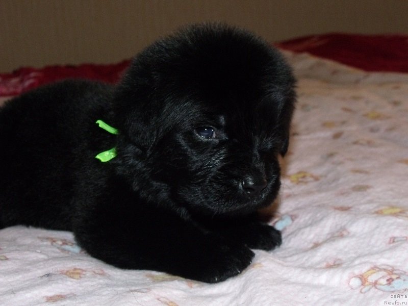 Фото: Салатовая лента, ньюфаундленд Гранд Бэби Ариадна