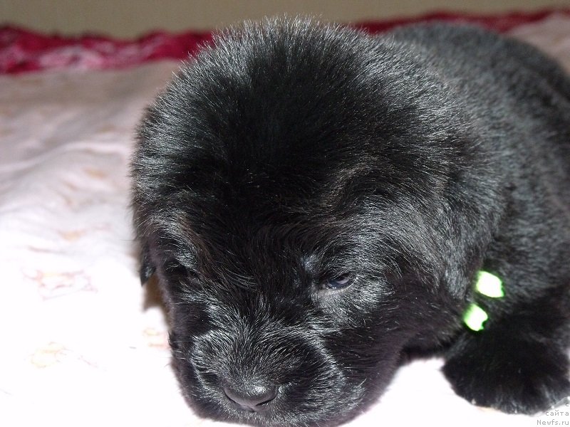 Фото: Салатовая лента, ньюфаундленд Гранд Бэби Ариадна