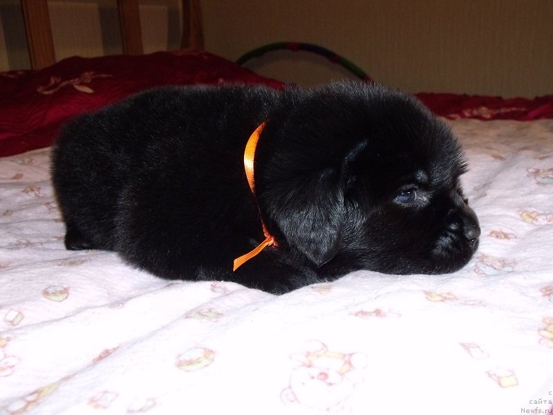 Фото: Оранжевая лента, ньюфаундленд Гранд Бэби Ариадна