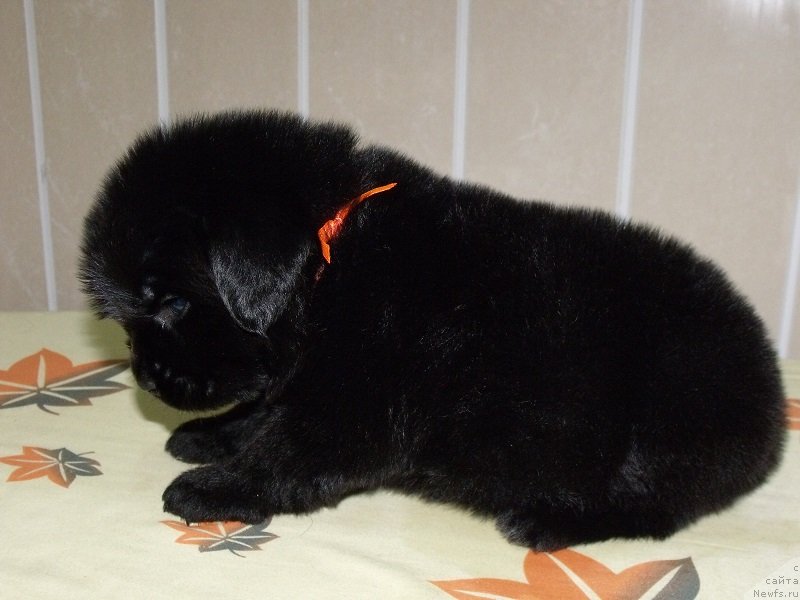 Фото: оранжевая лента, ньюфаундленд Гранд Бэби Ариадна