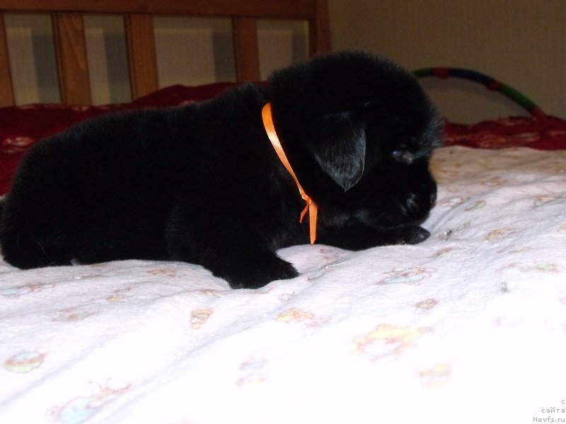 Фото: Оранжевая лента, ньюфаундленд Гранд Бэби Ариадна