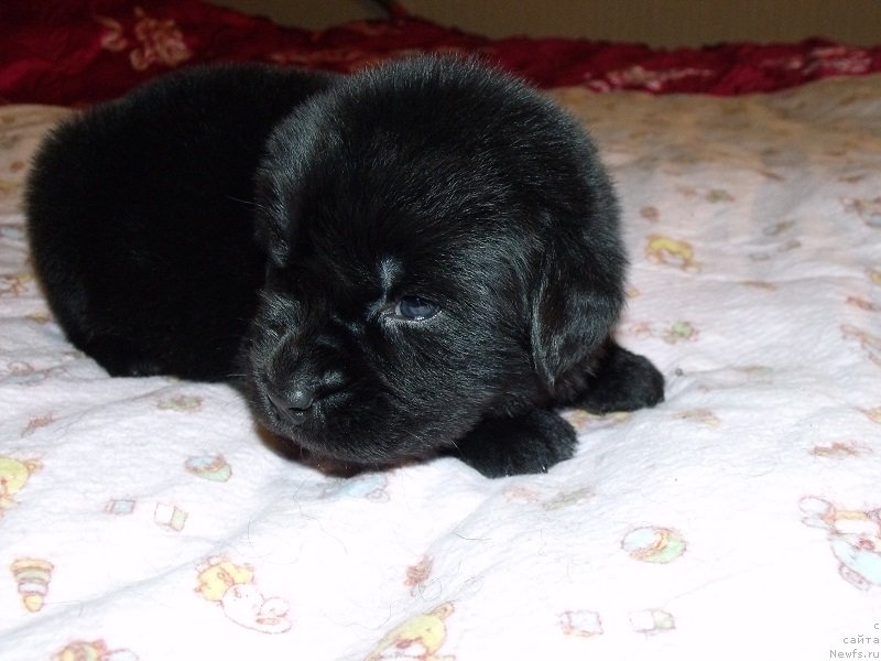 Фото: Оранжевая лента, ньюфаундленд Гранд Бэби Ариадна