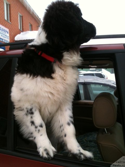 Фото: ньюфаундленд Сент Джонс Вива Виктория (Sent Djons Viva Viktoria)