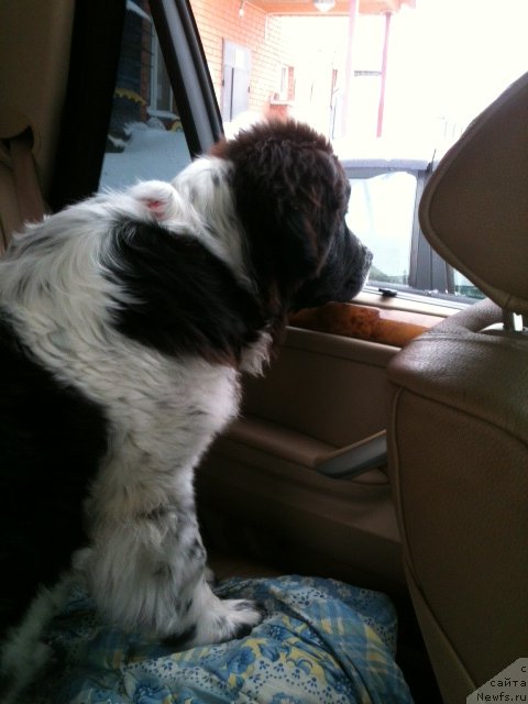 Фото: ньюфаундленд Сент Джонс Вива Виктория (Sent Djons Viva Viktoria)